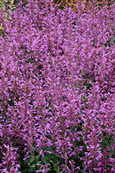 Summerlong Lilac Hyssop (Agastache mexicana 'Balsumlilac') at Lakeshore Garden Centres