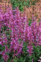 Summerlong Magenta Hyssop (Agastache mexicana 'Balsumlmag') at Lakeshore Garden Centres