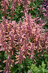 Summerlong Peach Hyssop (Agastache mexicana 'Balsumleac') at Lakeshore Garden Centres