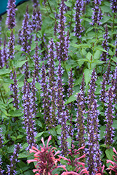 Little Adder Hyssop (Agastache rugosa 'Little Adder') at Peter Knippel Garden Centre