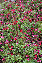 Mirage Cherry Red Autumn Sage (Salvia greggii 'Balmircher') at Lakeshore Garden Centres