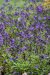 Mirage Blue Autumn Sage (Salvia greggii 'Balmirleu') at Lakeshore Garden Centres