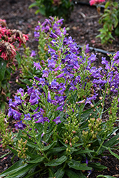 Rock Candy Blue Beard Tongue (Penstemon 'Novapenblu') at Peter Knippel Garden Centre