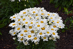Whitecap Shasta Daisy (Leucanthemum x superbum 'Whitecap') at Peter Knippel Garden Centre