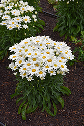 Whitecap Shasta Daisy (Leucanthemum x superbum 'Whitecap') at Peter Knippel Garden Centre