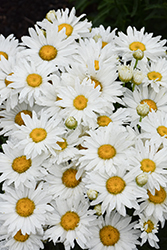 Whitecap Shasta Daisy (Leucanthemum x superbum 'Whitecap') at Peter Knippel Garden Centre