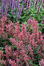 Kudos Coral Hyssop (Agastache 'Kudos Coral') at Peter Knippel Garden Centre