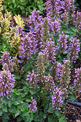 Poquito Dark Blue Hyssop (Agastache 'TNAGAPDB') at Lakeshore Garden Centres