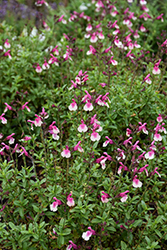Mirage Rose Bicolor Autumn Sage (Salvia greggii 'Balmirrobi') at Lakeshore Garden Centres