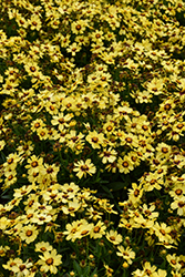 UpTick Yellow and Red Tickseed (Coreopsis 'Baluptowed') at Peter Knippel Garden Centre