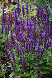 Salvatore Blue Sage (Salvia nemorosa 'Salvatore Blue') at Lakeshore Garden Centres