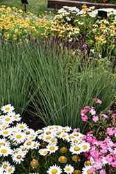 Blue Arrows Rush (Juncus inflexus 'Blue Arrows') at Peter Knippel Garden Centre
