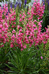 Rock Candy Ruby Beard Tongue (Penstemon 'Novapenrub') at Peter Knippel Garden Centre