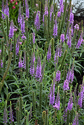 Moody Blues Mauve Speedwell (Veronica 'Novavermau') at Lakeshore Garden Centres