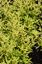 Gold Crest Caryopteris (Caryopteris x clandonensis 'Gold Crest') at Peter Knippel Garden Centre