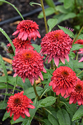 Double Scoop Raspberry Deluxe Coneflower (Echinacea 'Balscrasux') at Lakeshore Garden Centres