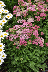 Milly Rock Rose Yarrow (Achillea millefolium 'FLORACHRO1') at Peter Knippel Garden Centre