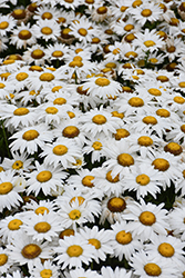 White Lion Shasta Daisy (Leucanthemum x superbum 'White Lion') at Lakeshore Garden Centres