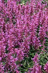 Summerlong Magenta Hyssop (Agastache mexicana 'Balsumlmag') at Lakeshore Garden Centres