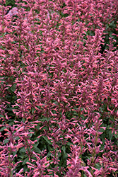 Summerlong Coral Hyssop (Agastache mexicana 'Balsumlora') at Lakeshore Garden Centres