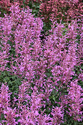 Summerlong Lilac Hyssop (Agastache mexicana 'Balsumlilac') at Lakeshore Garden Centres