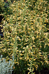 Summerlong Lemon Hyssop (Agastache mexicana 'Balsumlem') at Lakeshore Garden Centres