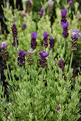 Royal Anouk Spanish Lavender (Lavandula stoechas 'Anouk Deluxe 201909') at Lakeshore Garden Centres
