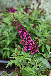 Butterfly Towers Magenta Butterfly Bush (Buddleia davidii 'Tobud1305') at Lakeshore Garden Centres