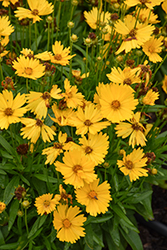 UpTick Gold Tickseed (Coreopsis 'Baluptold') at Lakeshore Garden Centres