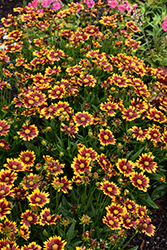 UpTick Red Tickseed (Coreopsis 'Baluptred') at Lakeshore Garden Centres