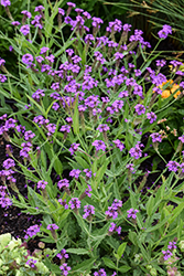 Santos Purple Verbena (Verbena rigida 'Santos Purple') at Lakeshore Garden Centres