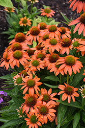 Artisan Soft Orange Coneflower (Echinacea 'PA1308374') at Peter Knippel Garden Centre