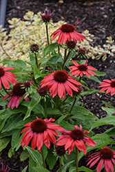Sombrero Poco Red Coneflower (Echinacea 'Balsompred') at Lakeshore Garden Centres