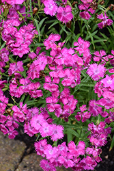 Rockin' Purple Pinks (Dianthus 'PAS1350219') at Lakeshore Garden Centres