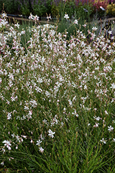 Sparkle White Gaura (Gaura lindheimeri 'Sparkle White') at Lakeshore Garden Centres