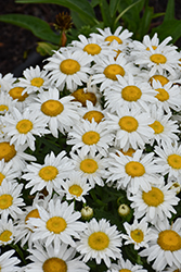 Madonna Shasta Daisy (Leucanthemum x superbum 'Madonna') at Peter Knippel Garden Centre