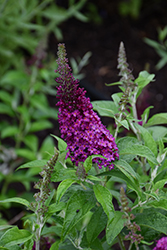 Chrysalis Cranberry Butterfly Bush (Buddleia 'Balchryran') at Peter Knippel Garden Centre