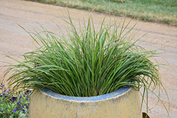 ColorGrass Sirocco Stipa Grass (Anemanthele lessoniana 'Sirocco') at Lakeshore Garden Centres