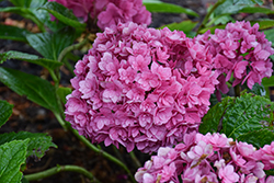 Ruby Blossom Hydrangea (Hydrangea macrophylla 'B-003') at Lakeshore Garden Centres