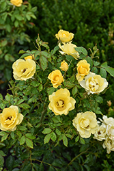 Gilded Sun Rose (Rosa 'MEIanycid') at Lakeshore Garden Centres