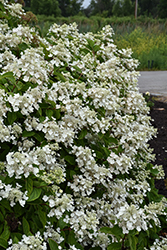 Fire And Ice Hydrangea (Hydrangea paniculata 'Wim's Red') at Peter Knippel Garden Centre