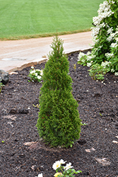 Emerald Squeeze Arborvitae (Thuja occidentalis 'Lilshreckthu') at Lakeshore Garden Centres