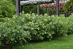 Button Bush (Cephalanthus occidentalis) at Peter Knippel Garden Centre