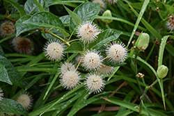 Button Bush (Cephalanthus occidentalis) at Peter Knippel Garden Centre