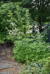 American Bugbane (Actaea racemosa) at Green Thumb Garden Centre