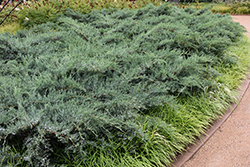 Grey Owl Redcedar (Juniperus virginiana 'Grey Owl') at Peter Knippel Garden Centre