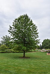 Shingle Oak (Quercus imbricaria) at Lakeshore Garden Centres