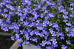 Magadi Compact Blue Bay Lobelia (Lobelia erinus 'Magadi Compact Blue Bay') at Lakeshore Garden Centres