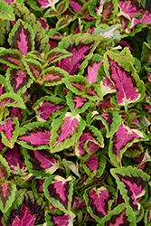 French Quarter Coleus (Solenostemon scutellarioides 'Balvolfrenq') at Lakeshore Garden Centres