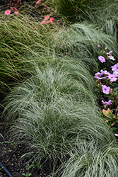 Amazon Mist Sedge (Carex comans 'Amazon Mist') at Lakeshore Garden Centres